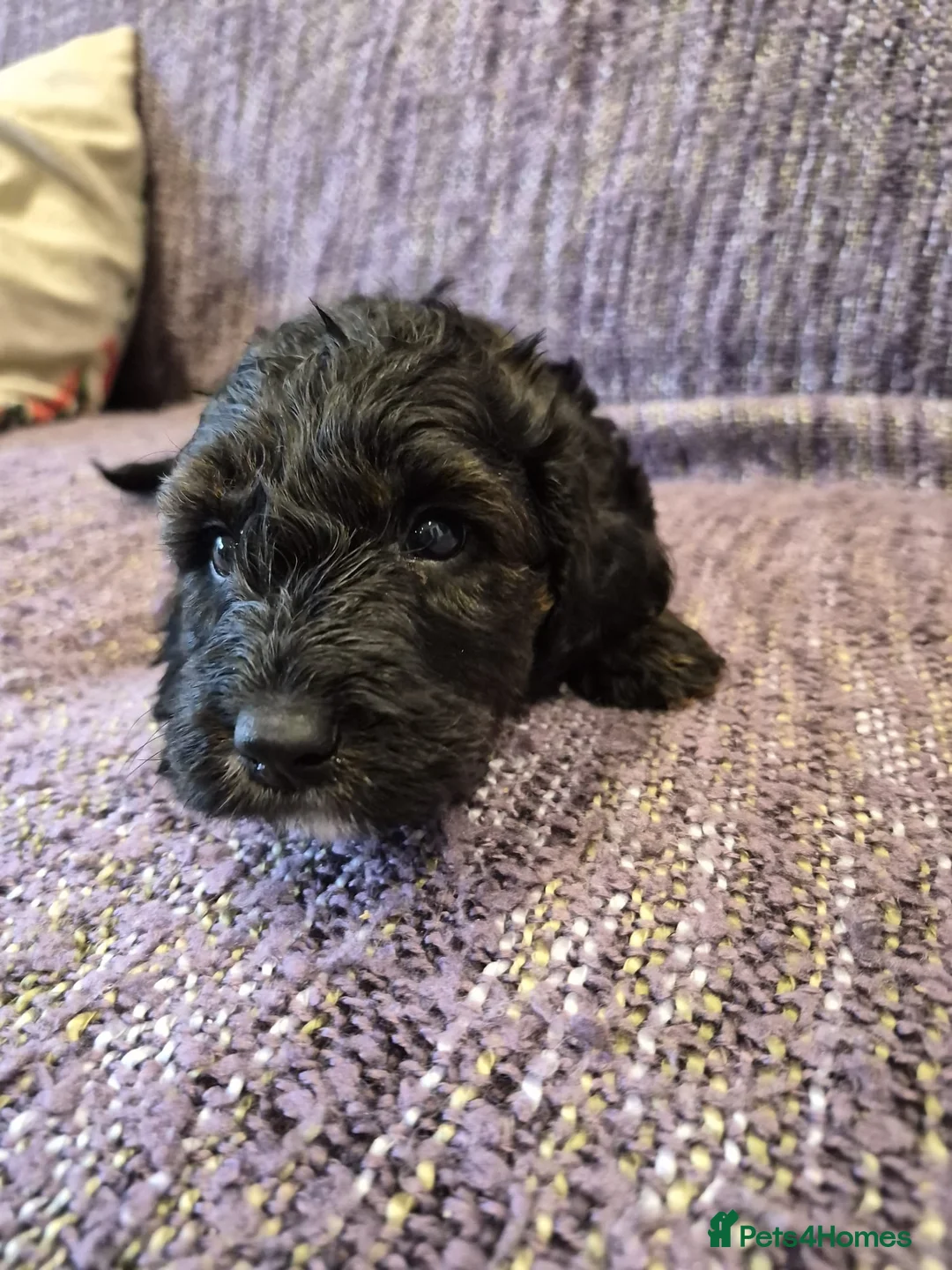 Cockapoo dogs for sale: Cockapoos puppies for sale  - Advert 18