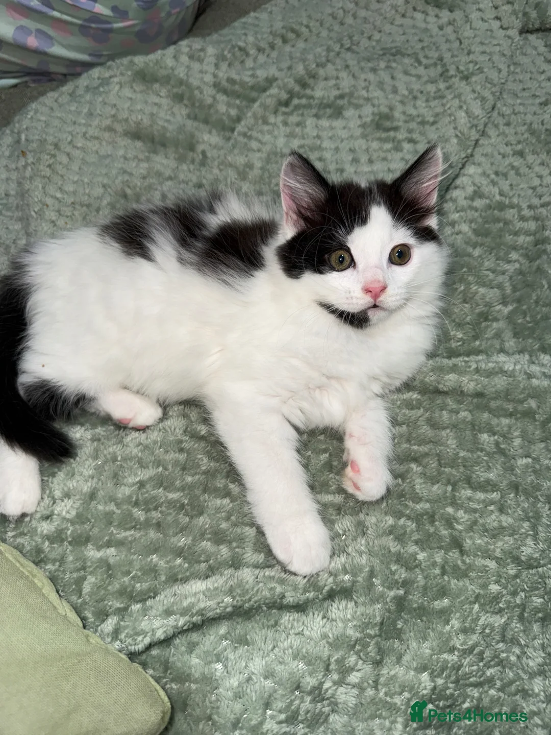 Mixed Breed cats for sale: Black and white long haired male kitten - Advert 2