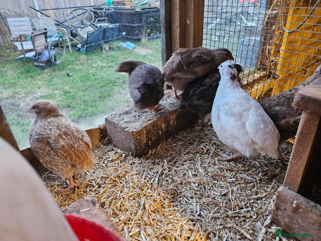 Quail poultry for sale: Coturnix quail celadon chicks and hatching eggs - Advert 15