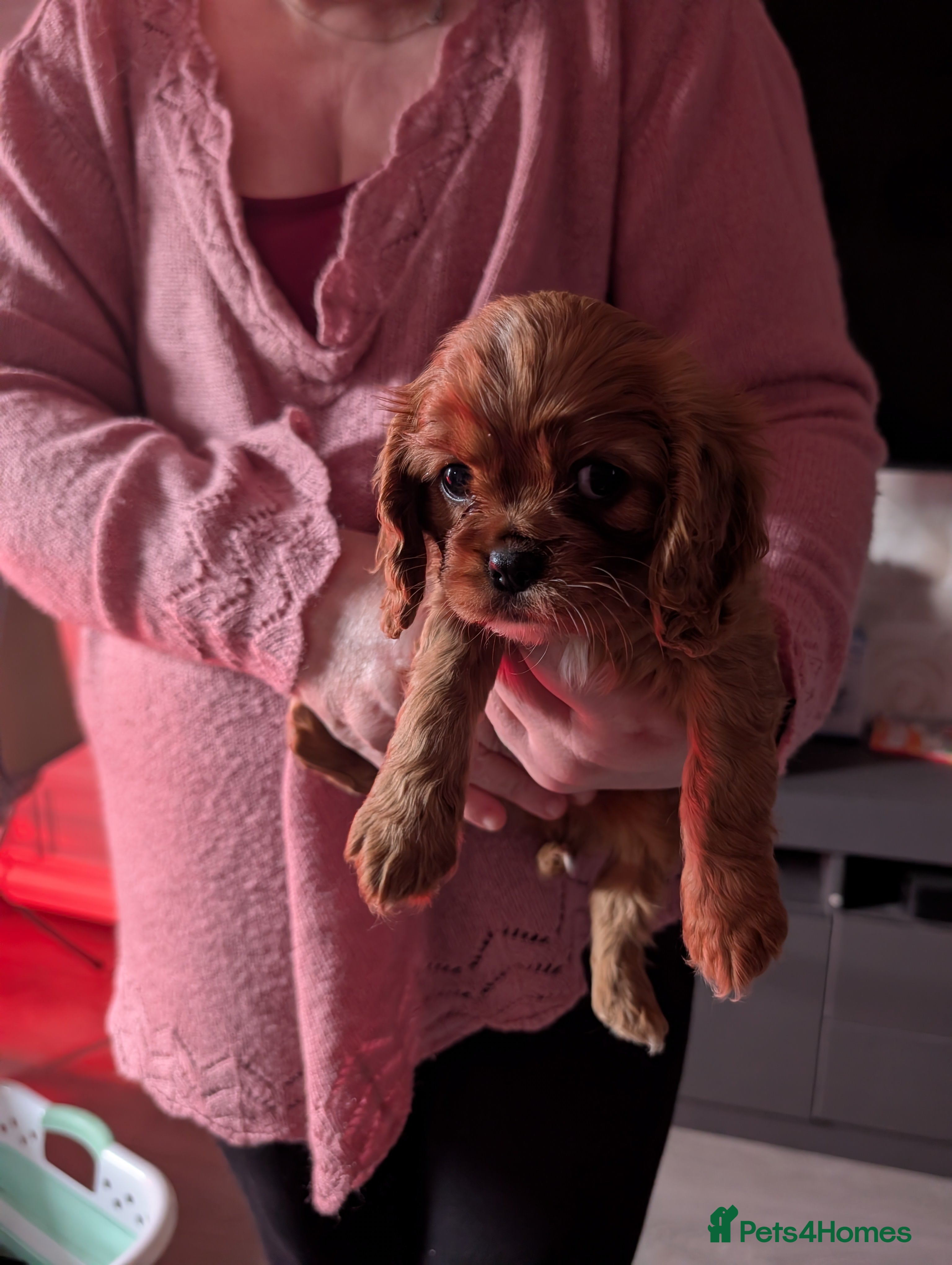 King Charles Spaniel dogs 2 lovely king Charles cavalier puppies  - Advert 2