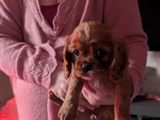 King Charles Spaniel dogs 2 lovely king Charles cavalier puppies - Advert 2