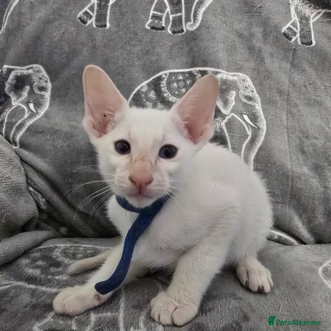 Siamese cats for sale: Adorable fur babies - Advert 5