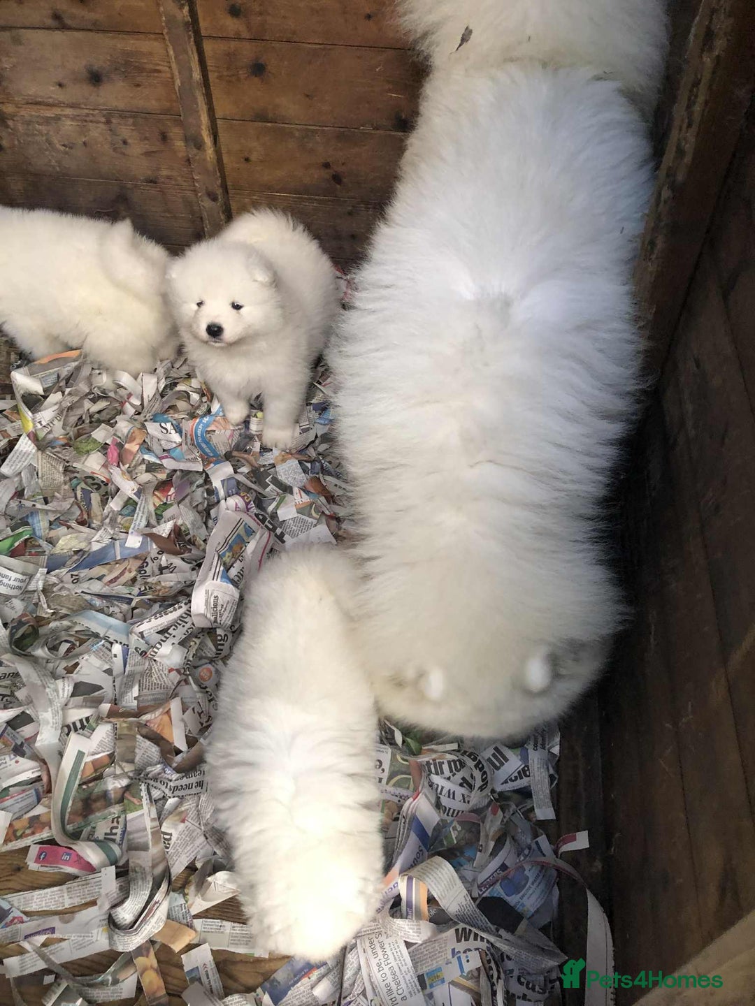 Samoyed dogs for sale: 🐾 Gorgeous Samoyed Puppies 🐾 - Image 5