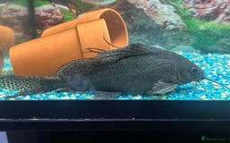 Cichlids fish for sale: Fishes for sale  - Image 7