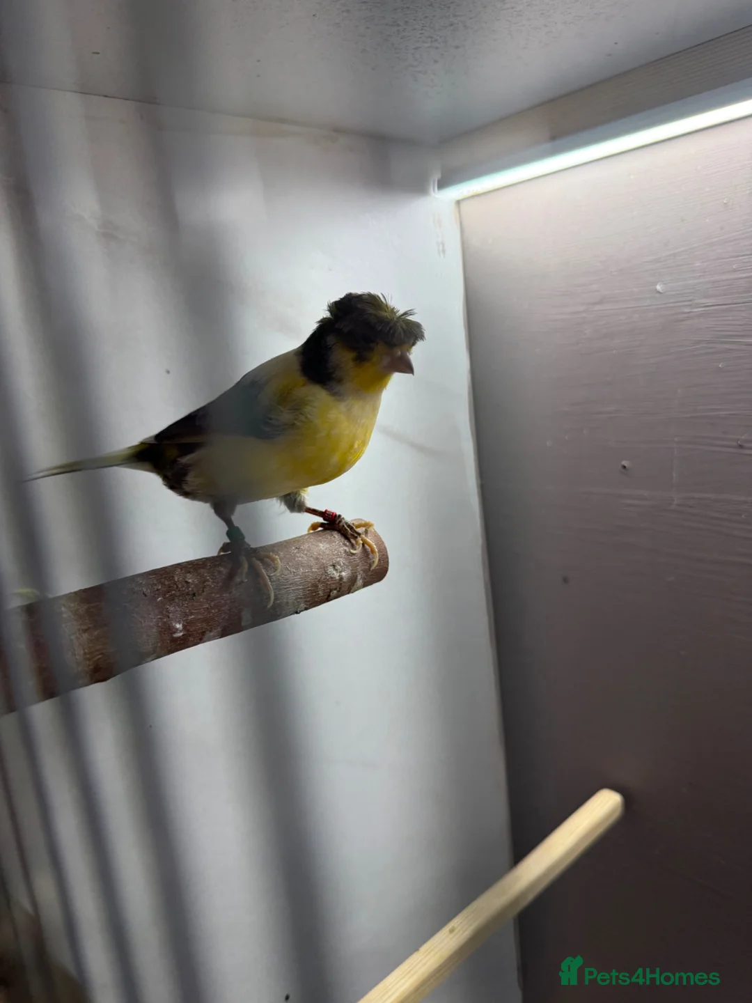 Canaries birds for sale: 2 x canaries with cage  - Advert 1