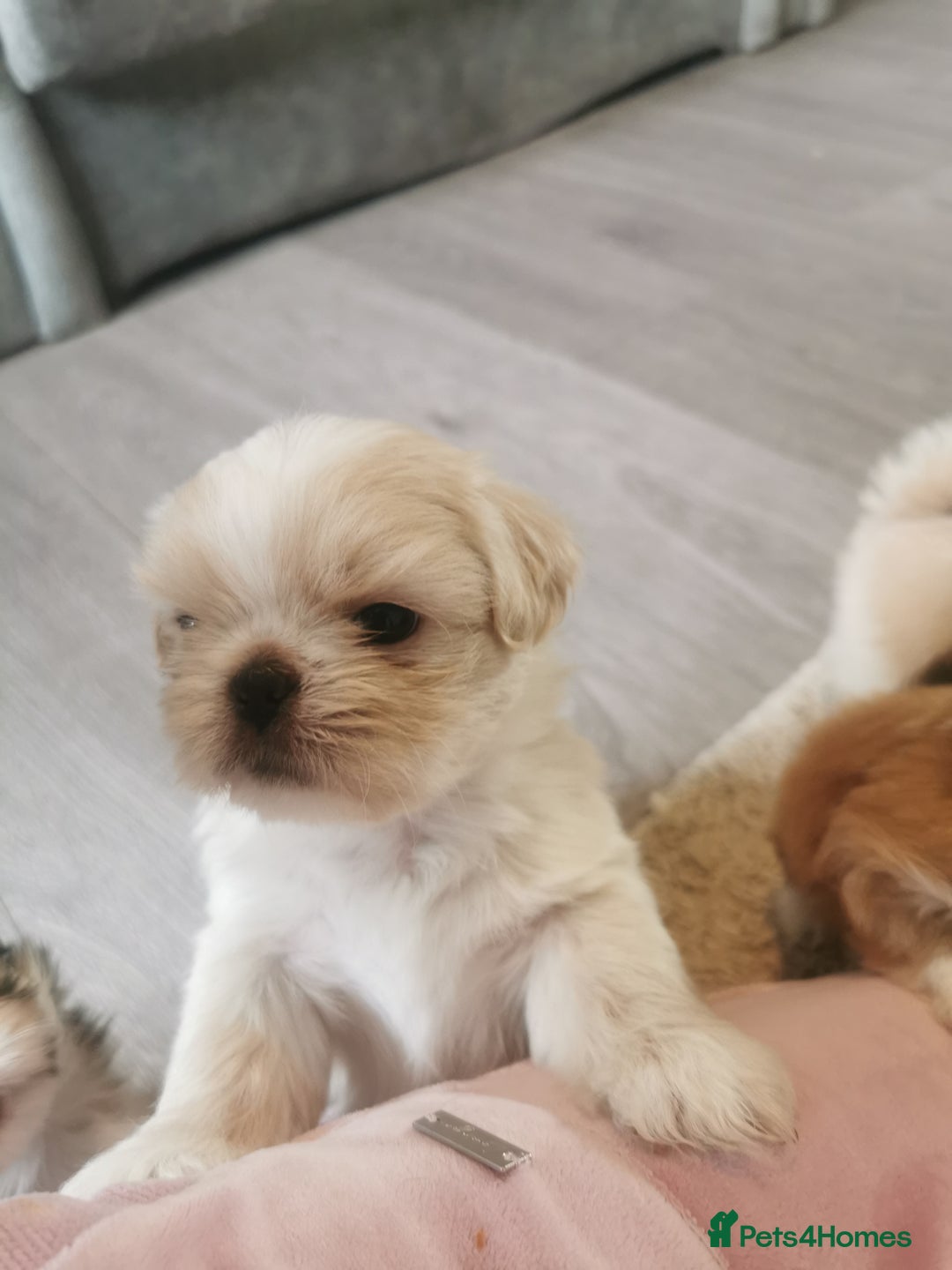 Shih Tzu dogs for sale: Adorable fluufy shihtzus  - Advert 17