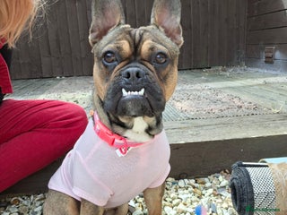 Mixed Breed dogs - Advert 2