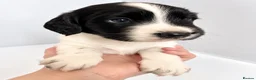 English Springer Spaniel dogs for sale: 🐾 KC Reg Springer Spaniels 🐾 - Advert 4