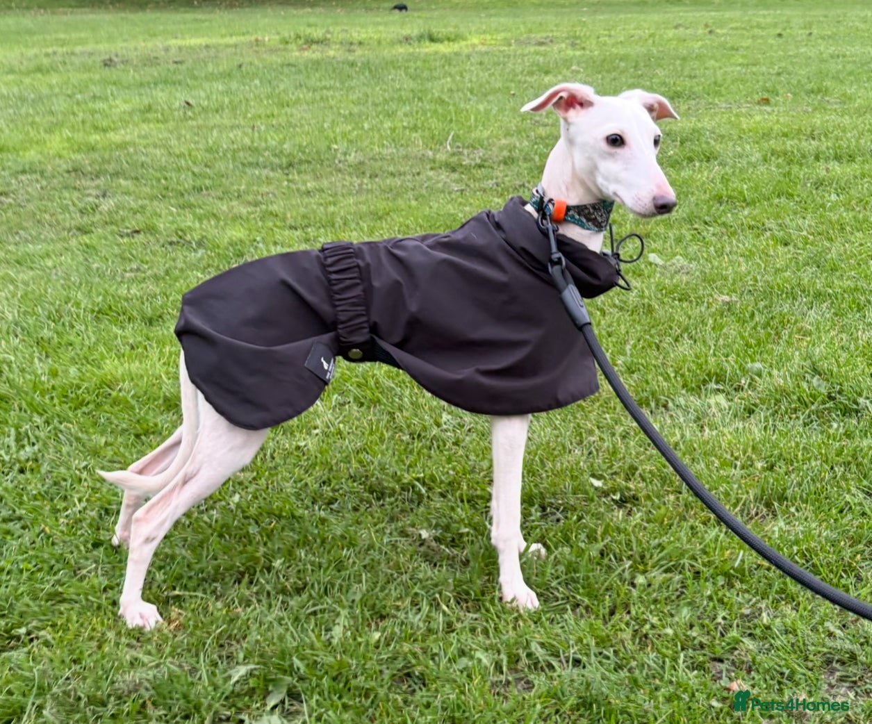 Italian Greyhound dogs MR RALPH AT STUD ( HEALTH TESTED ) - Advert 7