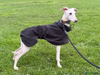 Italian Greyhound dogs MR RALPH AT STUD ( HEALTH TESTED ) - Advert 7