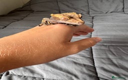 Gecko reptiles for sale: Male juvenile crested gecko  - Image 2