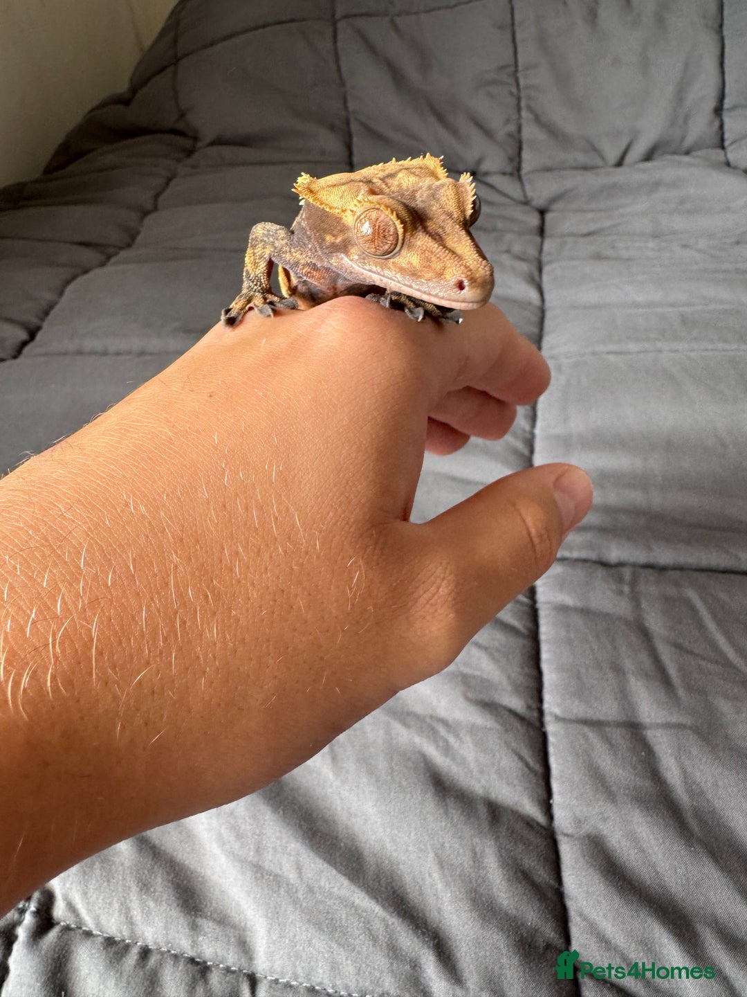 Gecko reptiles for sale: Male juvenile crested gecko  - Image 2