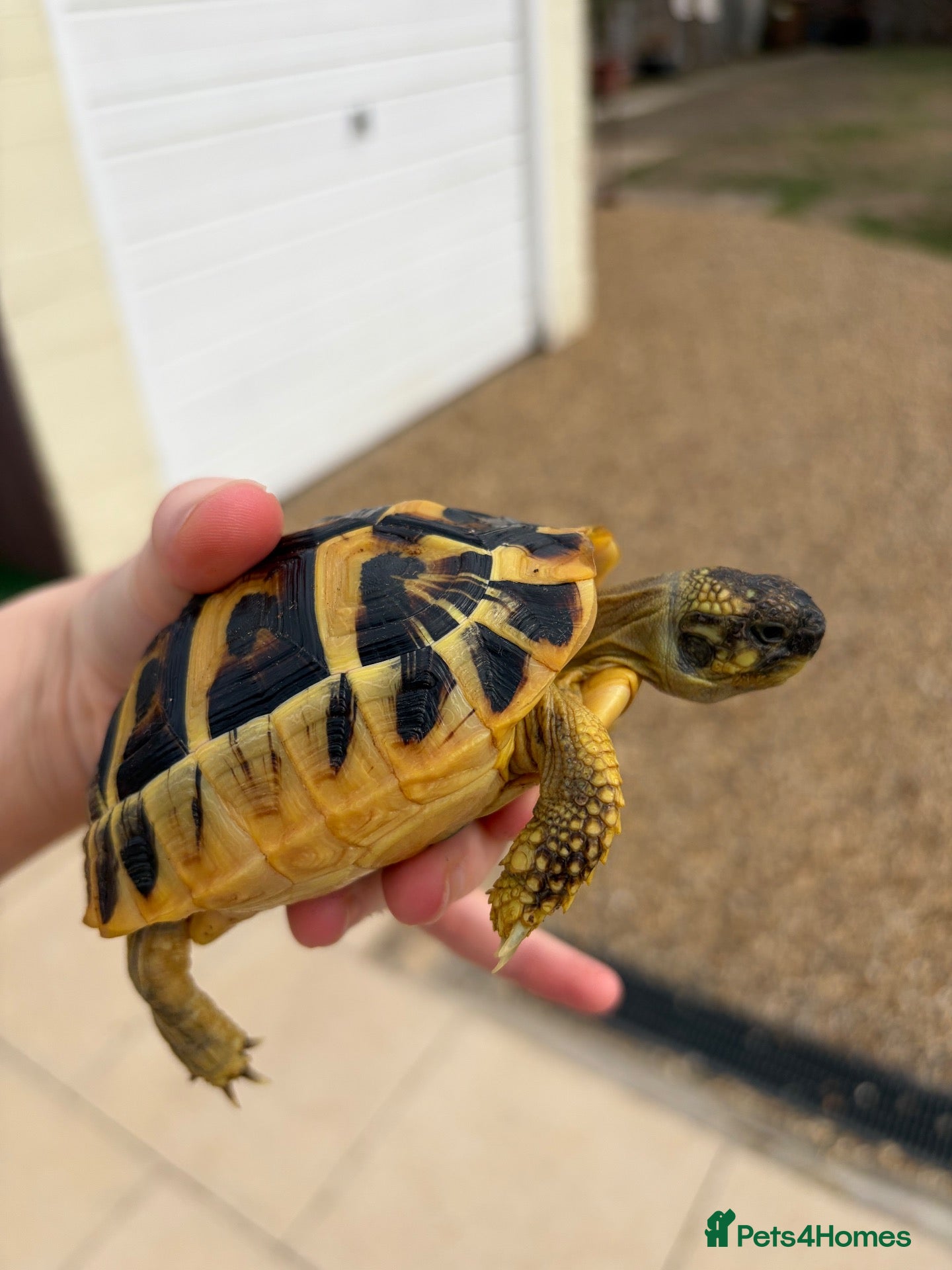 Tortoise reptiles Western Hermanns tortoise  - Advert 7