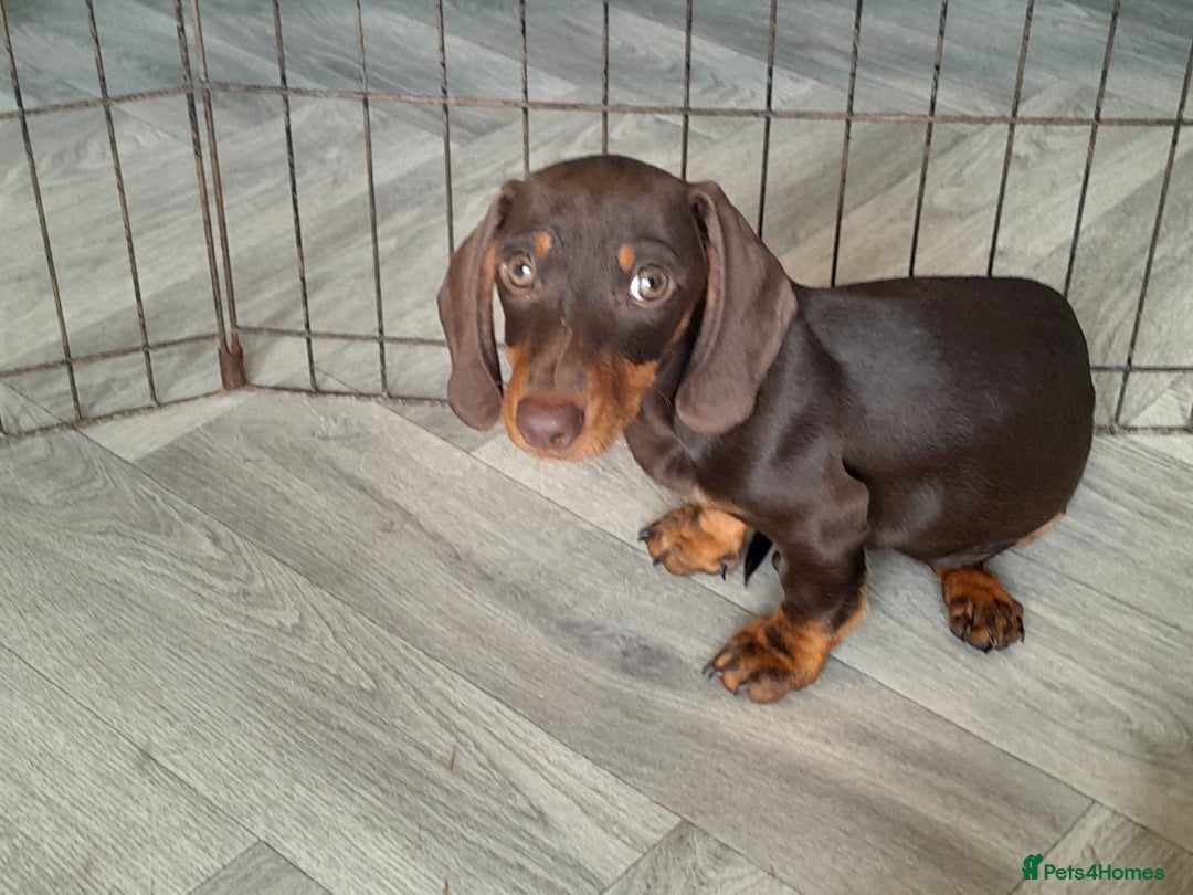 Miniature Dachshund dogs for sale: Miniature Dachshunds  in Diss - Image 7