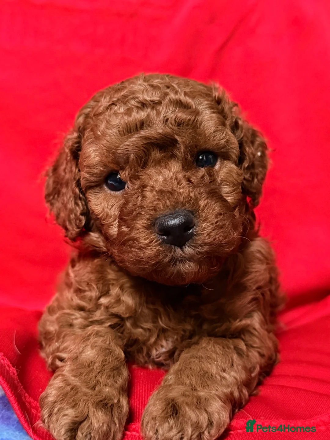 Toy Poodle dogs for sale: 5 gorgeous KC Reg Toy poodle puppies available  - Advert 1