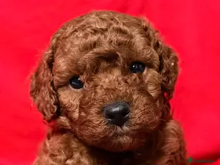 Toy Poodle dogs 5 gorgeous KC Reg Toy poodle puppies available - Advert 5