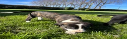 Mixed Breed dogs for sale: Very sweet lurcher puppies ready for new homes!!  in Oakham - Advert 12