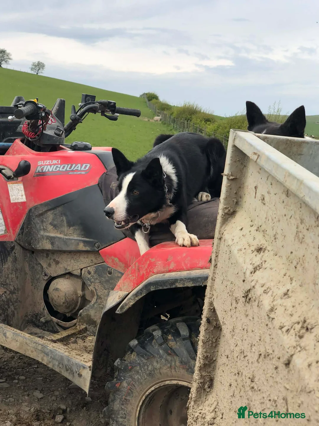 Border Collie dogs for sale: Beautiful Border Collie - Advert 2