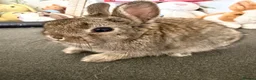 Netherland Dwarf rabbits for sale: Netherland dwarfs  - Advert 7