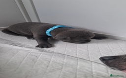 Staffordshire Bull Terrier dogs for sale: Blue Staffordshire bull terrier puppies  - Image 32