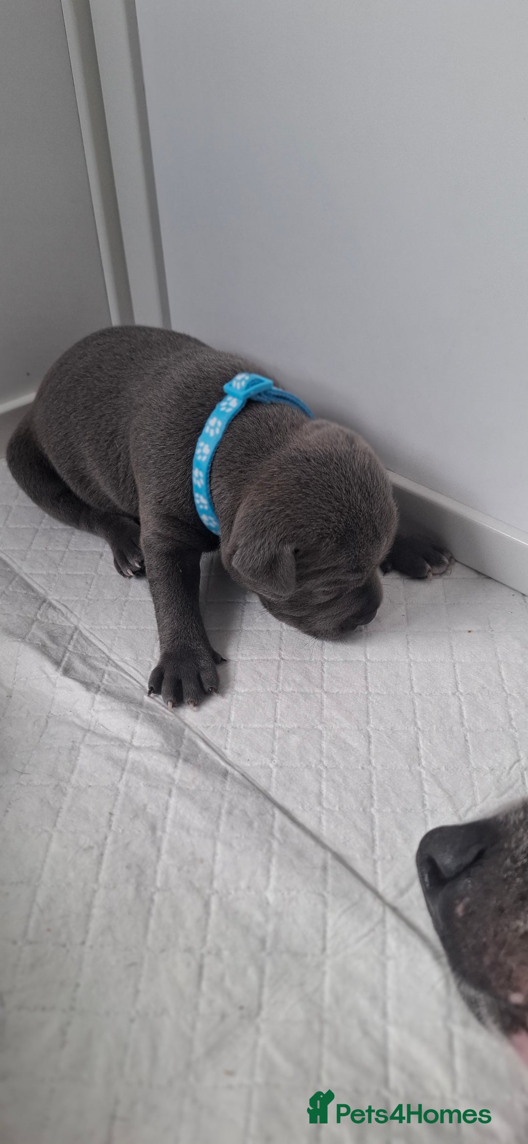 Staffordshire Bull Terrier dogs for sale: Blue Staffordshire bull terrier puppies  - Image 32