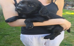 Cocker Spaniel dogs for sale: Working cocker spaniel pups - Image 5