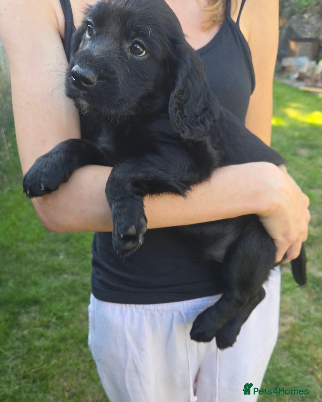 Cocker Spaniel dogs for sale: Working cocker spaniel pups - Image 5
