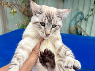 Keetso cats - Advert 6