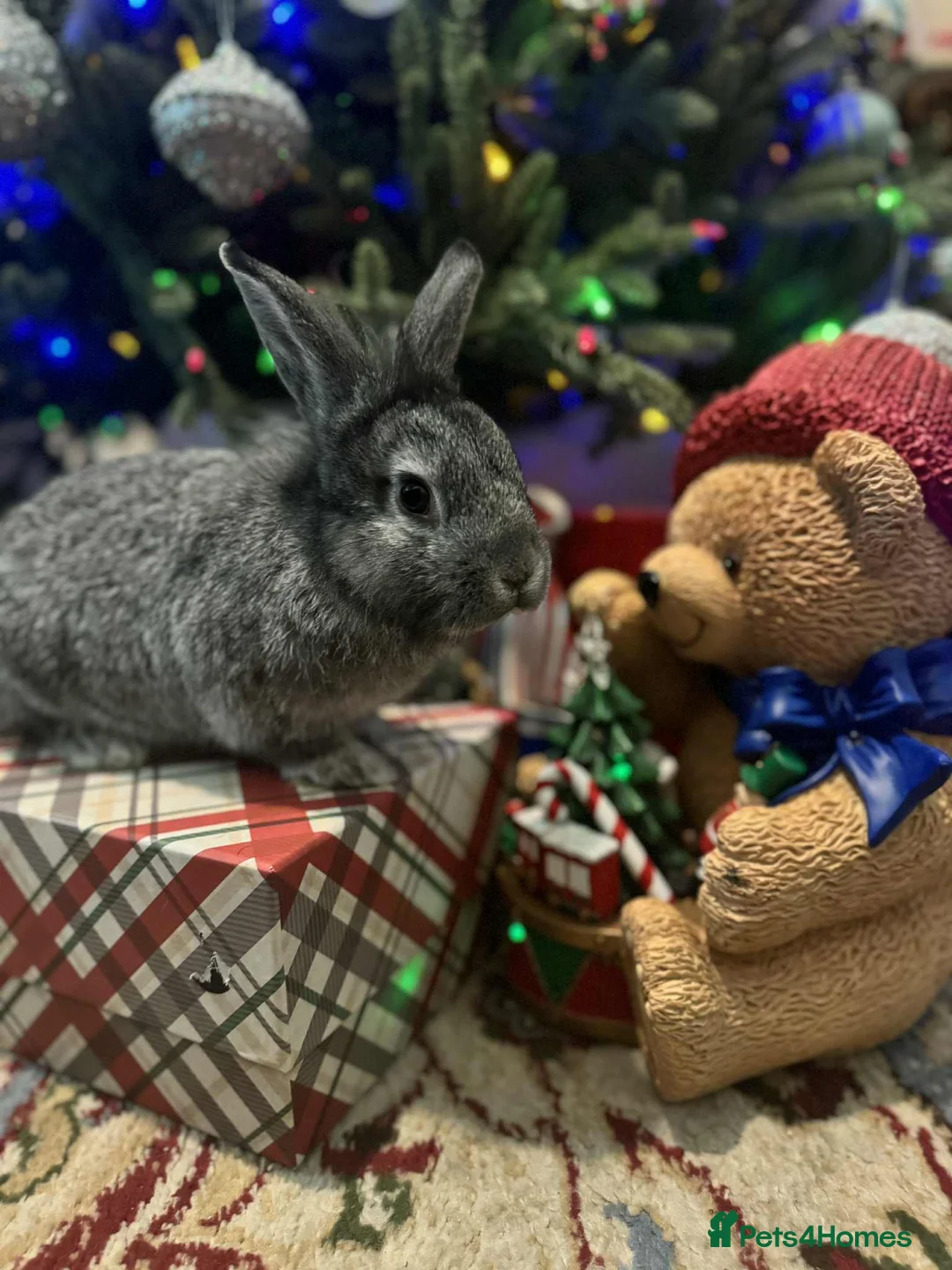 French Lop rabbits for sale: French lops and lion heads  - Advert 12