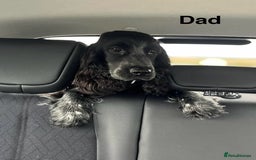 Cocker Spaniel dogs for sale: Show type Cocker spaniel puppies blue roan - Image 16