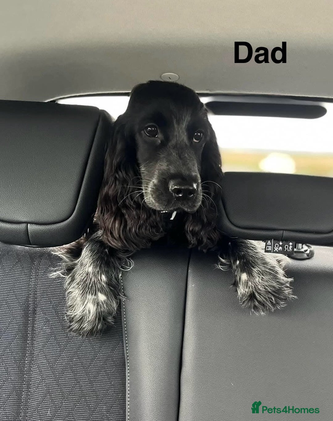 Cocker Spaniel dogs for sale: Show type Cocker spaniel puppies blue roan - Image 16