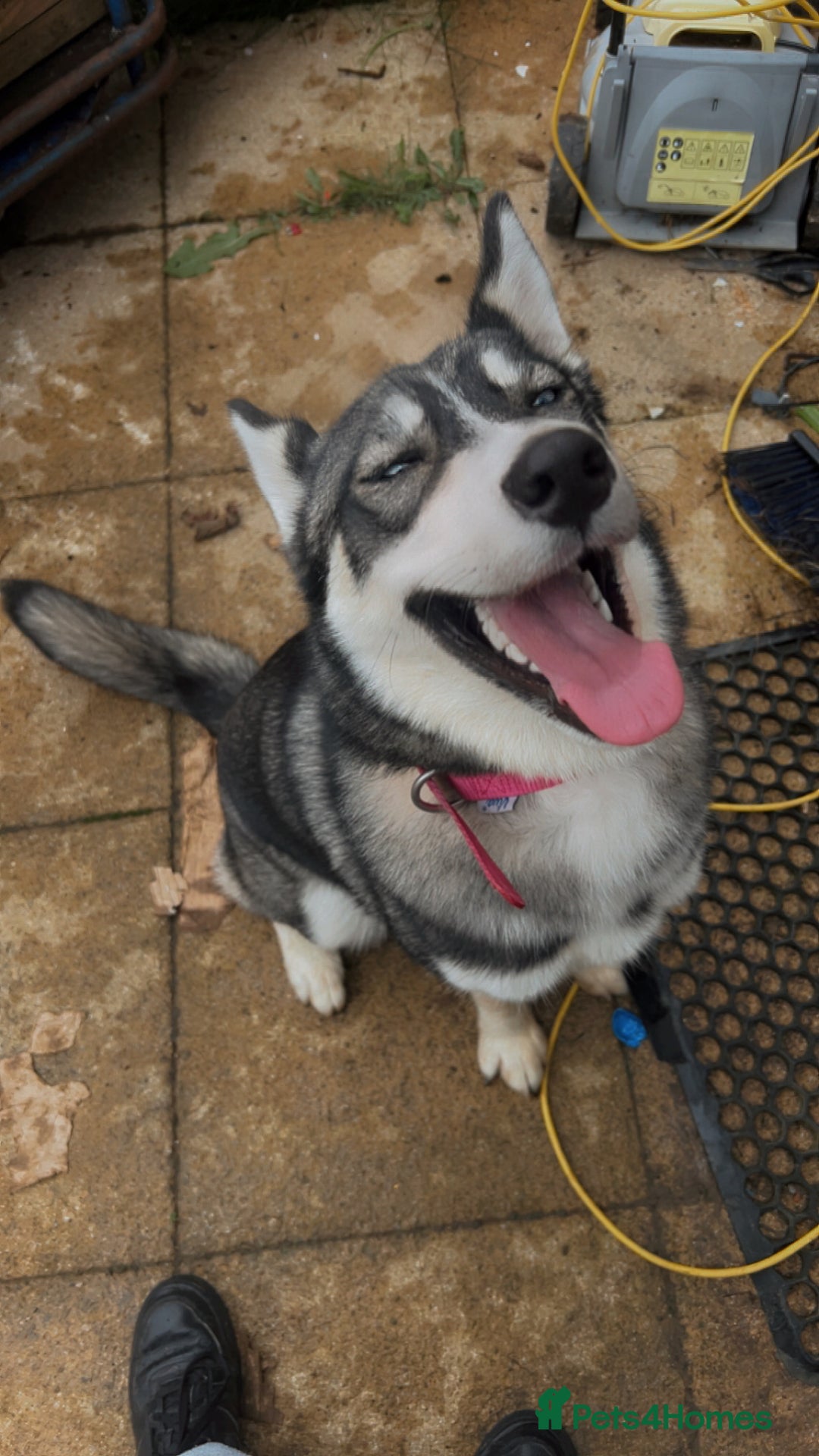 Siberian Husky dogs for sale: Siberian husky puppy for sale - Advert 4