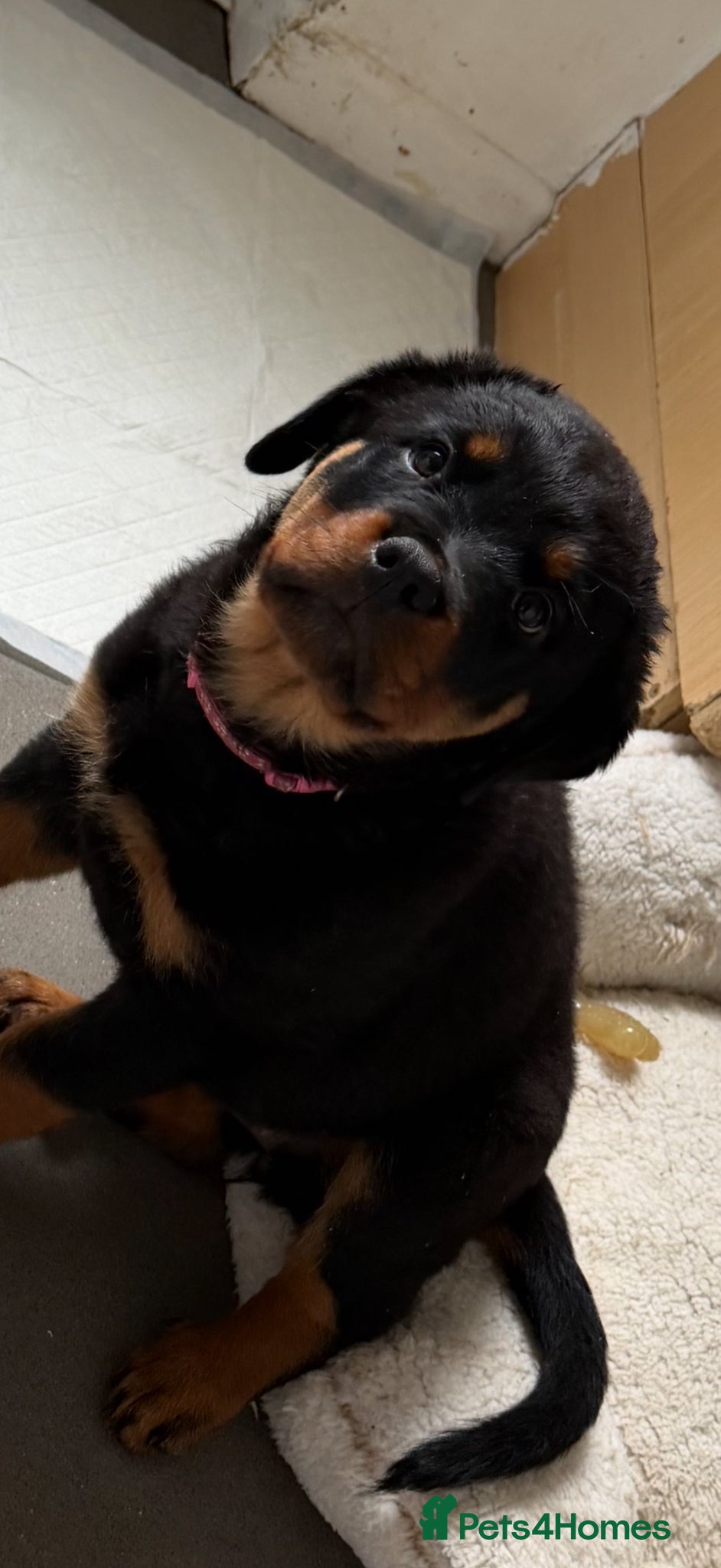 Rottweiler dogs     Gorgeous female Rottweiler Puppy - Advert 10