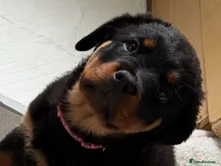 Rottweiler dogs Gorgeous female Rottweiler Puppy - Advert 10