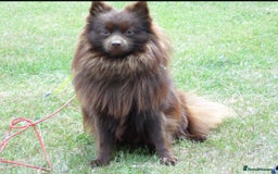 Pomchi dogs for sale: Black Pomchi Pups - Image 5