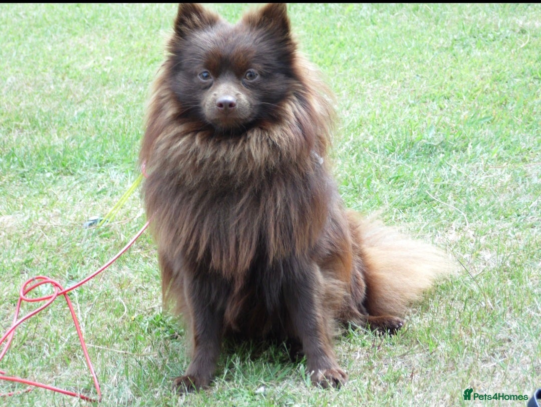 Pomchi dogs for sale: Black Pomchi Pups - Image 5