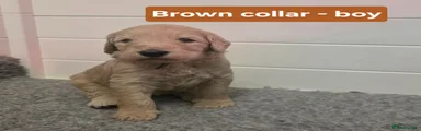 Goldendoodle Puppy 2