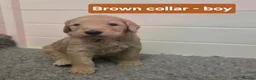 Goldendoodle dogs for sale: Multige. Goldendoodle Puppies. Parents DNA clear!! - Advert 7