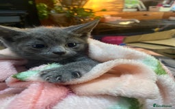 Domestic Shorthair cats for sale: Beautiful grey kittens - Image 2