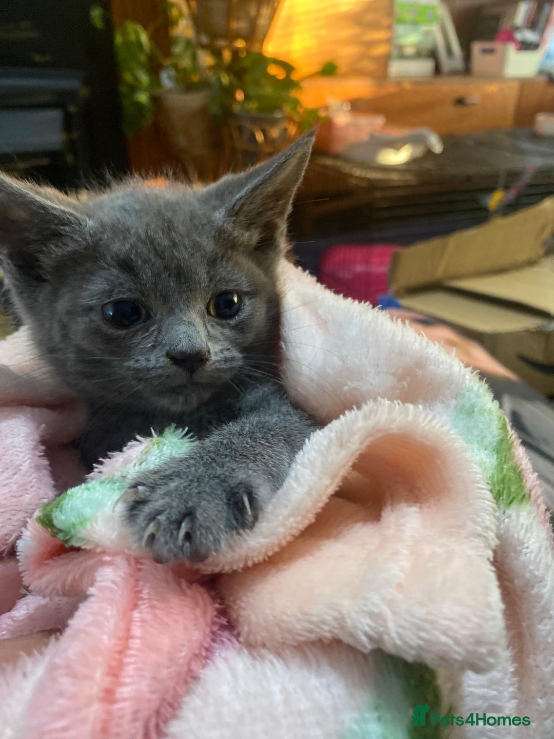 Domestic Shorthair cats for sale: Beautiful grey kittens - Image 2
