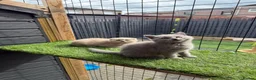 Scottish Fold cats for sale: Scottish fold / British short hair - Advert 13