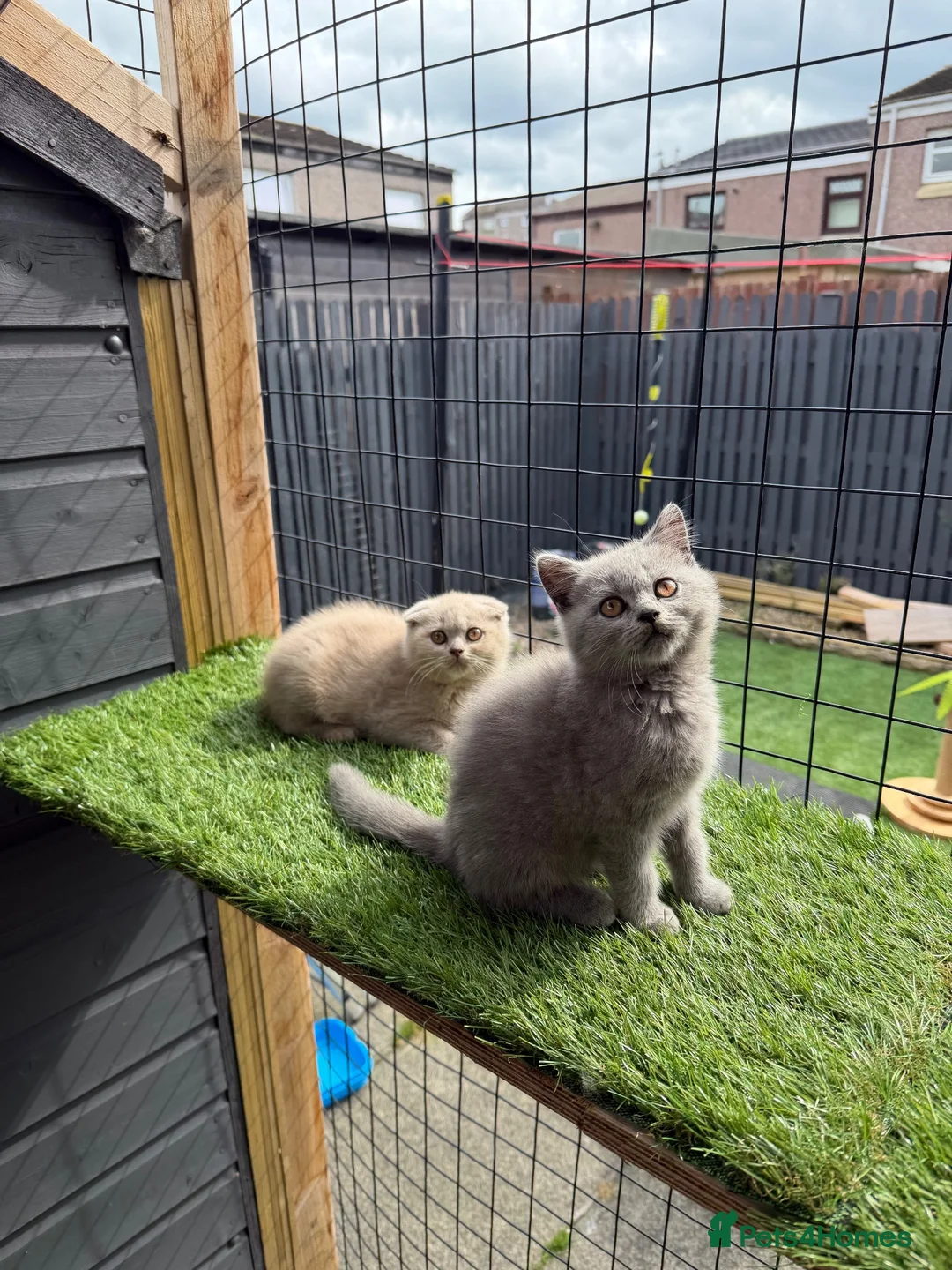 Scottish Fold cats for sale: Scottish fold / British short hair - Advert 13