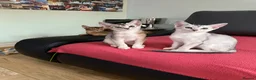 Abyssinian cats for sale: Silver Abyssinian kittens  - Advert 18