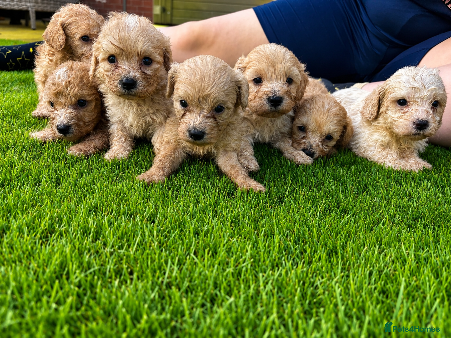 Cavachon dogs 🐶Exceptional cavapoochon puppies 🐶  - Advert 1