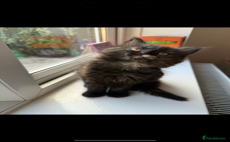 Persian cats - Advert 10