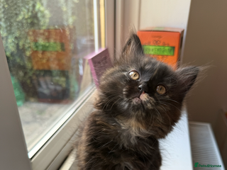 Persian cats - Advert 21