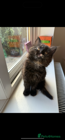 Persian cats - Advert 10