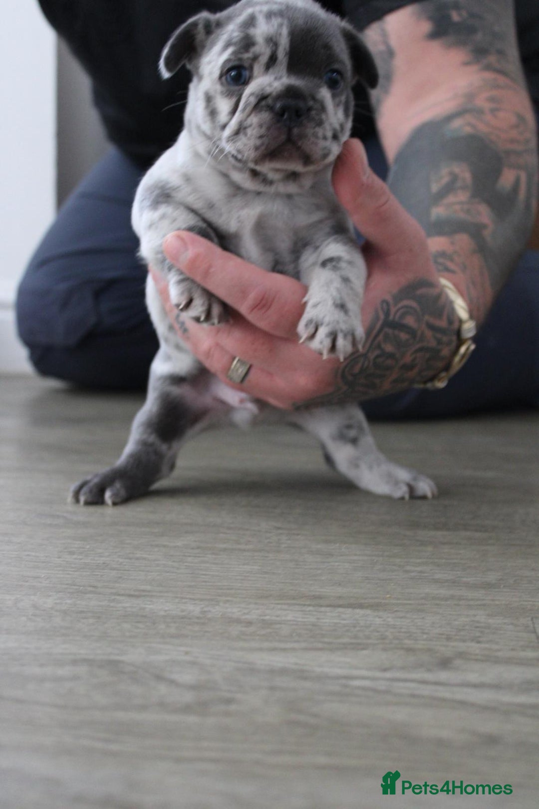 French Bulldog dogs for sale: French Bulldog Merles carrying fluffy ready to go. - Advert 14