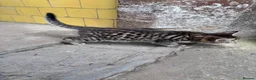 Savannah cats for sale: Savannah x Dorset lad kitten for sale - Advert 3
