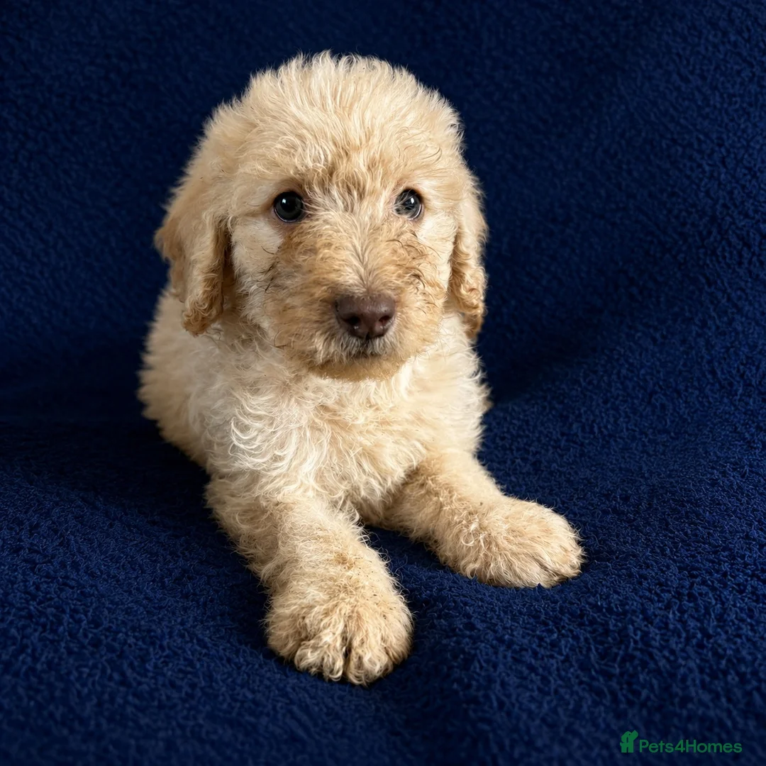 Labradoodle dogs for sale: Ready Now! Beautiful F1b Labradoodles  - Advert 33